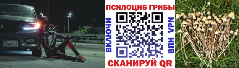 Купить  Жердевка  Псилоцибиновые грибы мухоморы 